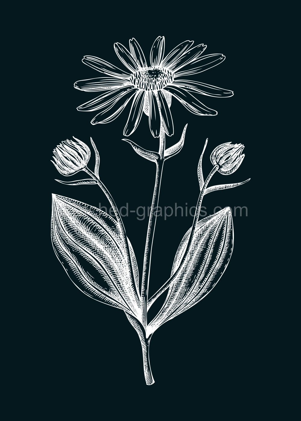 Arnica sketch. Apothecary plant drawing. Herbal remedies, medicinal plant, natural medicine hand-drawn vector illustration. NOT AI genereted Illustration